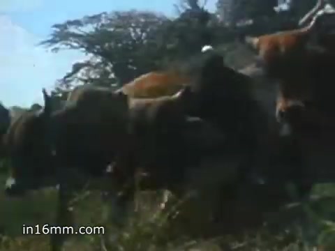 The still from the 1980 Peace Corps Public Service Announcement features a herd of cattle in a rural setting. The image captures the essence of community and agriculture, highlighting the challenging yet rewarding aspects of service in developing regions. The visual aligns with the tagline, 'The toughest job you'll ever love,' emphasizing the dedication required in humanitarian efforts. The nostalgic quality of the 16mm print adds a sense of historical significance to the message.