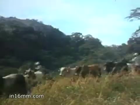 The still from the 1980 Peace Corps Public Service Announcement depicts a pastoral scene with a herd of cows grazing in a lush green field, set against a backdrop of hills and trees. The bright blue sky adds to the serene atmosphere, highlighting the connection to nature and the rural environment, embodying the spirit of service and adventure associated with the Peace Corps. The phrase 'The toughest job you'll ever love' resonates with the imagery, emphasizing the rewarding nature of volunteer work.