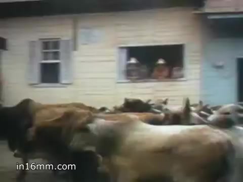The still from the 1980 Peace Corps Public Service Announcement features a bustling scene with a herd of cows moving through a village. In the background, individuals can be seen observing from a window, hinting at community life. The image conveys the theme of rural service and highlights the challenges and realities faced by Peace Corps volunteers, encapsulating the motto, 'The toughest job you'll ever love.'