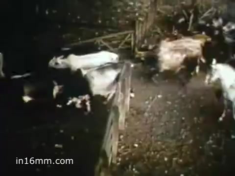 The still from the 1980 Peace Corps Public Service Announcement features a rural scene with livestock, likely depicting the challenges and rewards of working in agricultural settings. The image captures a sense of movement, suggesting the dynamic nature of service in the Peace Corps, aligned with the tagline 'The toughest job you'll ever love.' The vintage 16mm quality adds to its nostalgic feel, emphasizing the grassroots aspects of volunteer work.