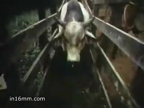 The 16mm still from the 1980 Peace Corps Public Service Announcement depicts a cow walking through a wooden path or enclosure. The setting suggests a rural or agricultural environment, emphasizing the connection between the Peace Corps and community support in developing regions. The phrase 'The toughest job you'll ever love' highlights the challenging yet rewarding nature of volunteering with the Peace Corps.