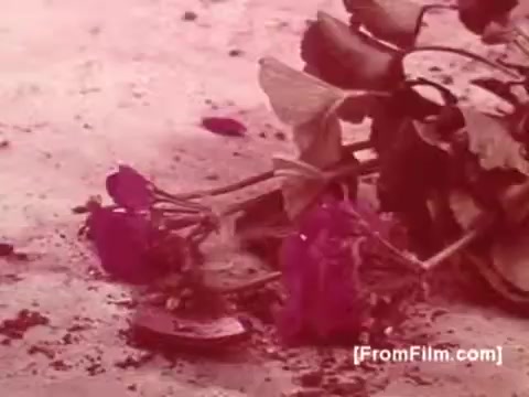 The still from the 16mm PSA features wilted purple roses scattered on a surface, with some petals and a small object nearby. The image conveys a sense of decay and loss, likely symbolizing the struggles associated with muscular dystrophy, enhanced by the emotional weight of Joan Crawford's voice-over. The overall tone is somber and reflective.