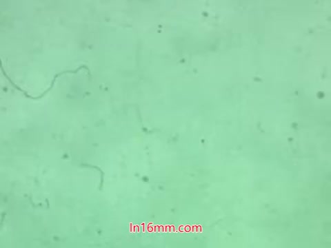 In the 16mm still from the 1960s PSA, Ollie is seen reacting dramatically to his plant's demise after using a pesticide referred to as a 'bug bomb.' Kukla is concerned and asks about what Ollie did to the plant, highlighting the dangers of misuse of pesticides. The scene uses puppetry to convey a serious message about plant care and safe pesticide use. The background appears to be a greenish hue, likely representing the environment related to the plant.