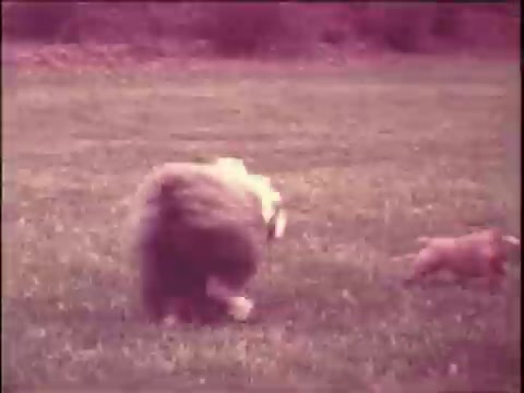 The still shows two dogs playing in a grassy field. One is larger with a fluffy coat, possibly a collie or similar breed, while the other is a smaller dog, likely a puppy. The scene captures a lighthearted and playful moment, typical of a 1970s dog food commercial, emphasizing the vitality and joy of pets. The colors are slightly faded, reflecting the vintage quality of the 16mm film.