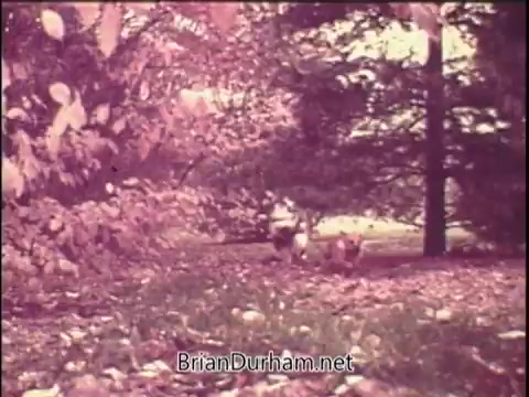 The still from the 1970s Gaines Meal Dog Food commercial features dogs running playfully through a wooded area covered in autumn leaves. The scene is warm-toned, capturing a nostalgic and vibrant atmosphere. The focus is on the dogs, highlighting their energy and joy, while the surrounding nature adds to the sense of freedom and playfulness often associated with pets.