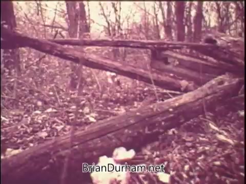 The still from the 1970s Gaines Meal Dog Food commercial features a natural setting, likely a forested area. It shows fallen logs and scattered leaves, evoking a rustic, outdoor ambiance. The muted colors give a nostalgic feel, typical of the era's film. The scene likely aims to highlight the wholesome and natural aspects of the dog food.