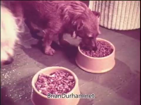 The still from the 1970s Gaines Meal Dog Food commercial features two dogs eating from their bowls. One dog, a small brown terrier, is prominently seen with its head down in a bowl of dog food. The setting appears homely, with the floor and a textured backdrop adding to the domestic atmosphere. The overall tone conveys a focus on pet care and nourishment.