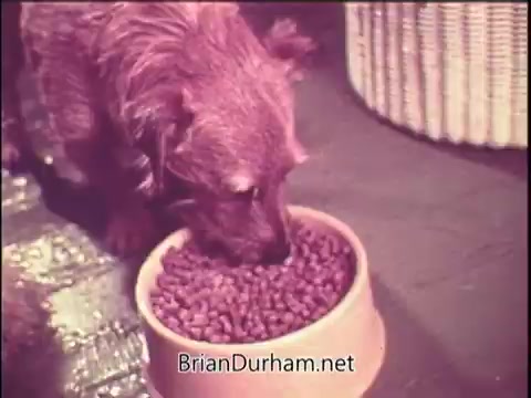The still features a dog eating from a bowl of Gaines Meal dog food. The setting appears cozy, with a textured floor and a woven basket in the background. The dog's fur is a reddish-brown, and it seems focused on the food. The image has a warm, nostalgic quality typical of 1970s advertising.