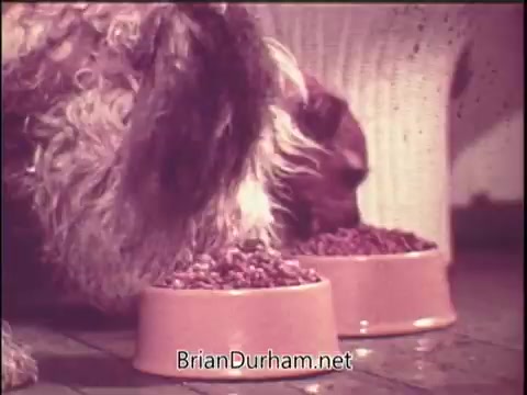 The still from the Gaines Meal Dog Food commercial features two dogs eating from their food bowls. The scene captures a close-up of the dogs, emphasizing the food and their enjoyment. The visual style reflects the 1970s aesthetic, likely aiming to convey warmth and appeal to pet owners. The bowls prominently display the dog food, showcasing the product being advertised.