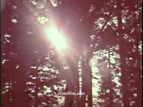 The still from the 1965 Smokey Bear PSA features a serene forest scene with sunlight streaming through tall trees. The colors appear faded, evoking a nostalgic feel. The emphasis on natural light hints at the beauty of nature while reinforcing the message about fire prevention.