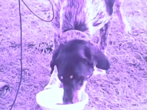 The still from the 1970s Gaines Burgers dog food commercial features a dog eating from a bowl on the ground. The setting appears outdoors, and the image has a purple tint, giving it a retro feel. The dog is focused on its food, highlighting the product's appeal. Gaines Burgers, marketed as easy-to-serve burger-like patties for dogs, aimed to attract pet owners looking for convenient and appetizing dog food options.