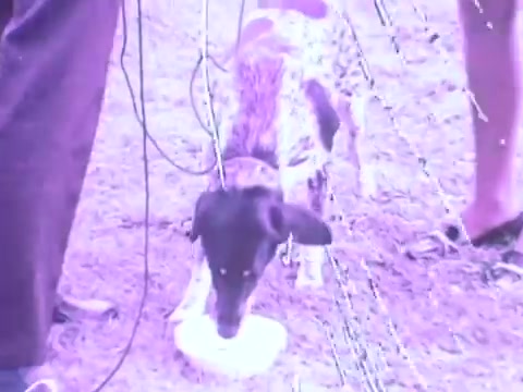 The still from the Gaines Burgers dog food commercial features a dog eating from a dish. The overall tone of the image suggests a lighthearted, playful scene typical of pet food advertisements from the 1970s. The setting appears casual, possibly outdoors, with a relaxed atmosphere conveyed by the surrounding people. The colors are slightly muted, contributing to a nostalgic feel characteristic of that era in advertising. This commercial aimed to highlight the appeal of Gaines Burgers as a tasty and enjoyable option for dogs.