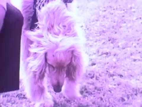 The still from the Gaines Burgers dog food commercial features a dog, likely an adorable cocker spaniel, looking down as it moves across a grassy area. The image has a distinctive purple hue, characteristic of the film used in the 1970s. This scene captures the playful and engaging spirit of the advertisement aimed at showcasing the appeal of Gaines Burgers as a tasty treat for dogs. The context emphasizes the brand’s focus on pet enjoyment.