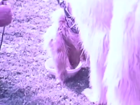 The still from the 1970s Gaines Burgers dog food commercial shows a close-up of a small dog eating from a bowl while a larger dog stands nearby. The scene is set outdoors, and the color tone appears slightly muted, giving it a vintage feel. The focus is on the smaller dog enjoying its meal, highlighting the product's appeal as a tasty option for pets. The larger dog adds a sense of companionship typically associated with pet ownership.