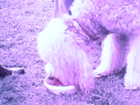 The still from the Gaines Burgers dog food commercial features a dog, likely a poodle, happily eating from a white bowl on grassy ground. The scene captures the product's appeal to both pets and their owners, emphasizing the dog's enjoyment of the moist, hamburger-like patties. The vibrant colors typical of the 1970s aesthetic add to the nostalgic feel of the commercial.