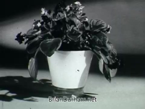 The still from the 'Plantivater commercial - 'A Max Klein Product'' features a vibrant houseplant displayed in a simple white pot, highlighting the plant's lush green leaves. The voiceover introduces the planters, suggesting they nurture beautiful houseplants. A woman's voice expresses concern about her lack of gardening skills, to which the voiceover confidently reassures her. The presentation employs a classic commercial style, characteristic of mid-20th century advertising, emphasizing ease of care for houseplants with the Plantivater product. The black-and-white aesthetic adds a nostalgic touch to the overall theme.