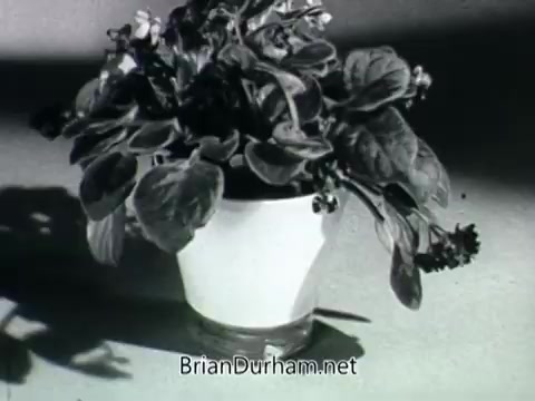 The still from the 'Plantivater commercial - 'A Max Klein Product'' features a well-groomed houseplant, likely a type of African violet, displayed in a simple, white planter. The lighting casts soft shadows, enhancing the plant's vibrant green leaves and delicate flowers.   The voiceover emphasizes the beauty and ease of caring for plants using the Plantivater planters. The woman's dialogue reflects a common concern—lack of gardening skills—while the voiceover assures potential customers that these planters are designed to make caring for plants simple. Overall, the visual and audio elements work together to encourage viewers to feel confident about their ability to nurture houseplants.