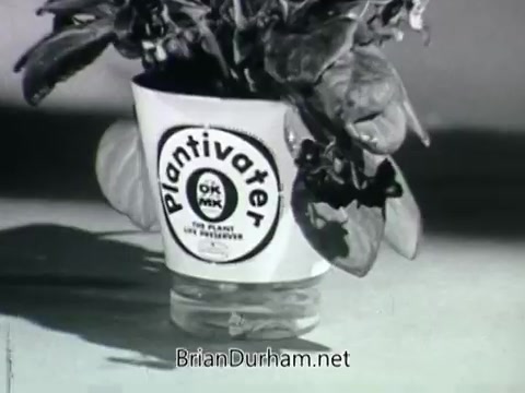 The still from the 'Plantivater' commercial features a planter dubbed the Plantivater, prominently displaying its name on a rounded container. Inside the planter, lush houseplants are nestled, suggesting a vibrant and healthy appearance. The commercial includes a voiceover introducing the product and addressing a woman's concern about her lack of plant care skills. The overall aesthetic has a vintage charm characteristic of older advertisements, with black-and-white visuals highlighting the simplicity and functionality of the product. The tagline implies that Plantivater makes houseplant care easy, even for those who don't consider themselves experienced in gardening.