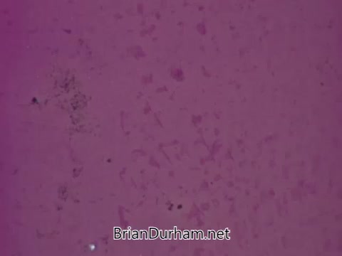 The still presents a close-up view featuring a textured purple background, appearing somewhat abstract or artistic. Given the context of a PSA by the American Veterinary Medical Association, it likely emphasizes themes related to cat care, possibly highlighting key messages about their needs or well-being in a visually engaging manner. The specific voice-over suggests a focus on simplicity and essential care requirements, likely targeting cat owners or potential adopters. The replacement music adds a modern touch to the piece, enhancing its appeal.