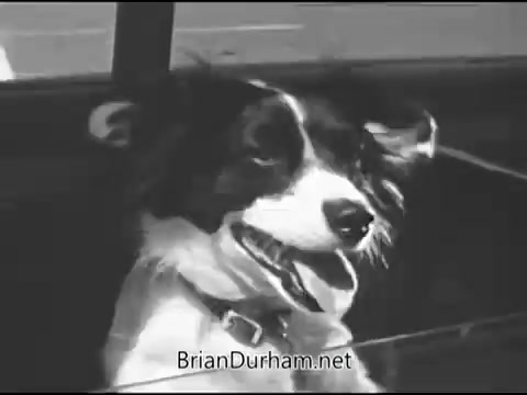 The still depicts a close-up of a dog sitting in a vehicle, likely conveying an emotional message about pet welfare. The dog's expression appears happy and engaged, suggesting themes of companionship and the importance of caring for animals. This visual ties into the overarching message of the Animal Protection Institute's public service announcement, which seeks to raise awareness about animal rights and protection. The black-and-white format reflects the era of the late 1960s.