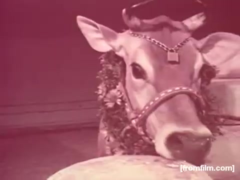The still from the 'Borden American Cheese' commercial features a cow adorned with a floral collar and a decorative halter. The overall tone is predominantly faded to red, characteristic of the deterioration often seen in older 16mm films. Despite the color loss, the cow seems to be a central figure, likely emphasizing the connection between the dairy product and its source. The production appears set in a studio environment, capturing a nostalgic, vintage feel typical of early 1970s commercials.