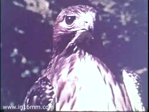 The still from 'National Audubon Society PSA - Hawks 1975' features a close-up of a hawk, showcasing its striking features, including keen eyes and detailed plumage. The image emphasizes the hawk's majesty and role in the ecosystem, aligning with the PSA's message about using the food chain to advocate for the conservation of wildlife and habitats. The colors are rich, reflecting the natural environment, which underscores the importance of protecting these birds and their habitats.