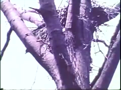 The still features a close-up of a tree trunk, showcasing a nest high among the branches. The texture of the bark is prominent, and the scene is likely bathed in a soft, natural light. This image conveys the habitat of hawks, which emphasizes their role in the ecosystem and the importance of biodiversity, aligning with the message of using the food chain to advocate for wildlife conservation.