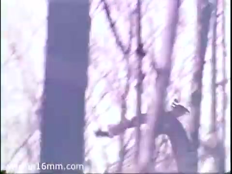 The still from the 'National Audubon Society PSA - Hawks 1975' features a hawk perched among trees. The scene has a vintage quality typical of 16mm film, with a slightly muted color palette. The hawk, likely a focal point in promoting ecological awareness, symbolizes the importance of preserving birds of prey as part of the food chain and ecosystem balance. The background of trees suggests a natural habitat, reinforcing the connection to wildlife conservation.