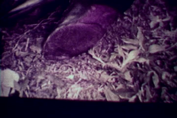 The still depicts a close-up of a shoe, partially buried in grass and leaves, set against a muted color palette typical of 1970s film. This frame likely symbolizes the grim realities of drug abuse and its consequences, aligning with the film's anti-drug message. The focus on the shoe emphasizes the human element affected by drug-related incidents, reflecting on mortality and the impact of substance abuse.