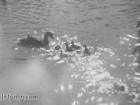 The still captures a serene scene of a mother duck swimming in water with her ducklings. The surface is glistening in the sunlight, creating a tranquil atmosphere. This imagery likely serves as a metaphor for nurturing and care, relevant to the themes of the PSA from the 1960s focused on mental health and developmental challenges.