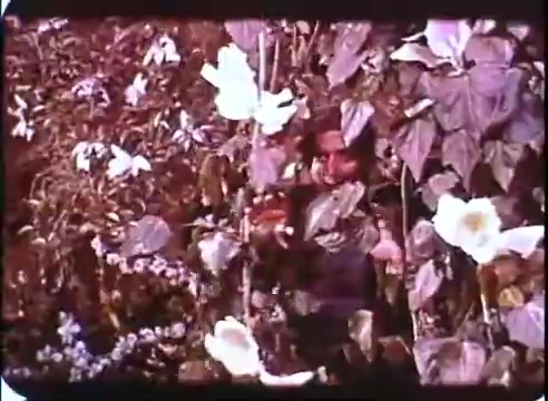 The still from 'The Time Machine' promos features a vibrant and lush scene filled with flowers and dense foliage. The colors are rich and slightly faded, typical of a 16mm print. Among the greenery, a figure is partially visible, suggesting a sense of mystery or concealment within the natural surroundings. The overall tone evokes a whimsical and adventurous atmosphere, aligning with the themes of exploration in the film.