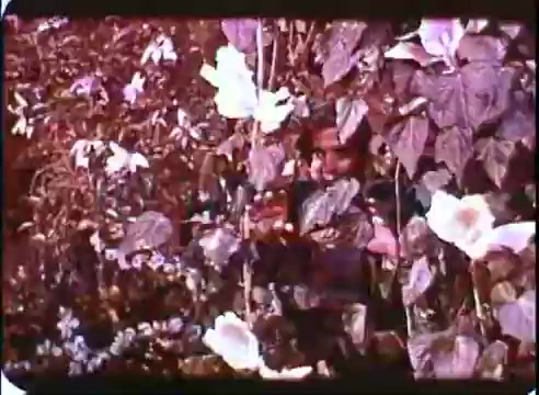 The still from 'The Time Machine' promos features a character partially obscured by lush foliage and flowers. The colors are vibrant, typical of 16mm film prints, creating a rich, organic atmosphere. The character's expression is engaged, suggesting a moment of intrigue or exploration within a natural setting. This scene likely captures a pivotal moment that highlights themes of adventure and discovery in the story.