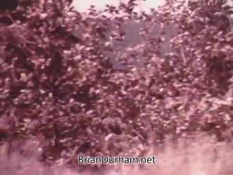 The still features a blurred landscape dominated by foliage, suggesting a natural outdoor setting. This kind of imagery often evokes feelings of adventure or family trips, aligning with the promotional themes typically found in vintage automobile commercials, like the 1973 Chevy Suburban. The colors appear warm and nostalgic, enhancing the overall vintage feel.