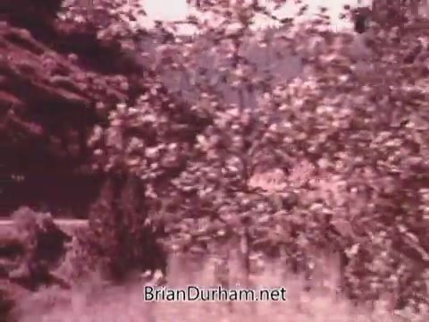 The still from the 1973 Chevy Suburban commercial features a natural, outdoor setting with abundant greenery. Trees and brush dominate the foreground, suggesting an idyllic environment, likely intended to evoke feelings of adventure and exploration associated with the Chevy Suburban. The image has a vintage quality, typical of the 16mm film format used during that era.