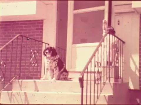 The still shows a girl and her dog on a set of front steps. The dog, sitting calmly on the stairs, has a spotted coat and seems relaxed. The girl, positioned beside the dog, appears to be interacting with it. The setting has a homey feel, with a brick wall in the background and a door visible behind them. The overall tone suggests a warm and friendly atmosphere, likely conveying a message about safety and companionship.