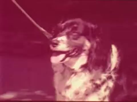 The still depicts a close-up of a dog on a leash, looking alert and happy. The image has a warm, vintage look typical of 16mm film, with slightly muted colors. The context suggests a public safety message involving the bond between the girl and her dog, emphasizing themes of companionship and responsibility.