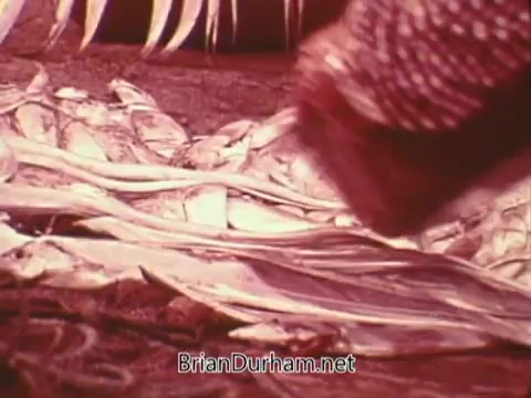 The still from the 'Columbian Fathers Derby NY PSA - 1970's' likely depicts a reflective scene that connects the theme of fishing to the calling of individuals to serve in the Catholic foreign missionary priesthood. The phrase 'Jesus said to them, come with me and I will make you fishers of men' suggests a metaphorical interpretation, using fishing as a symbol for gathering followers or ministering to people.  In the imagery, there appear to be fish laid out, possibly emphasizing the notion of harvest and vocation. The context of the message suggests an invitation for young individuals aged 17 to 25 to consider a lifetime commitment to this spiritual journey, encouraging them to reach out for more information. The visual style is characteristic of the