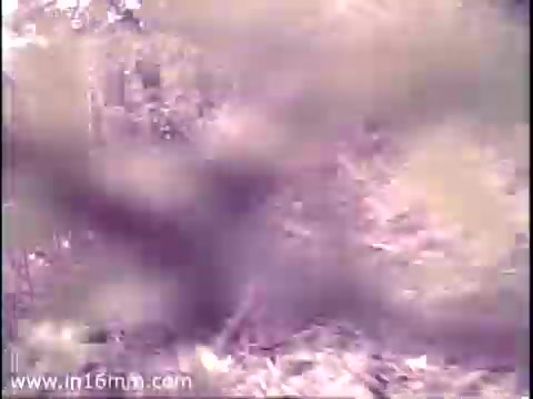 The still from the 16mm PSA features a blurred scene, likely depicting natural foliage and possibly the environment where timberwolves reside. The image conveys a sense of wilderness, emphasizing the habitat these animals inhabit, though specific details remain unclear due to the focus and quality of the print. The atmosphere suggests a connection to nature and wildlife conservation themes of the PSA.