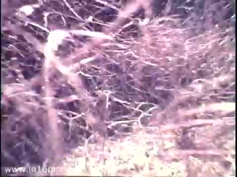 The still from the 1975 National Audubon Society PSA titled 'Timberwolves' features a close-up view of tangled branches and twigs, creating a dense, natural environment. The colors are muted, reflecting the film's age, and the scene conveys a sense of wild, untamed nature, likely setting the stage for themes of wildlife conservation focused on timberwolves.