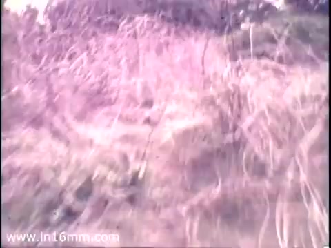 The still depicts a natural landscape overrun with tall grasses and tangled underbrush, characteristic of an untamed environment. The color tones are muted, suggesting a vintage quality typical of 16mm film from the mid-1970s. This visual captures the wild habitat that timberwolves might roam, emphasizing the focus on wildlife conservation central to the National Audubon Society's message.