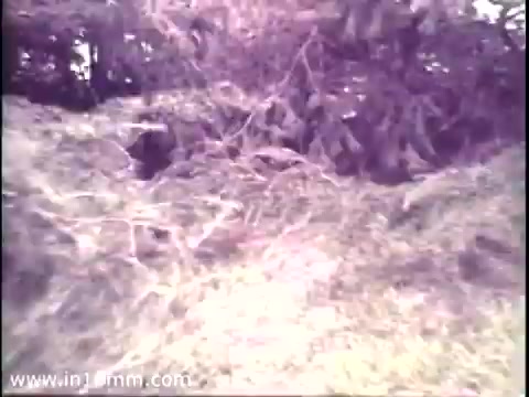 The still from the 1975 National Audubon Society PSA on timberwolves features a natural setting with dense foliage, likely depicting the habitat where timberwolves reside. The colors appear muted, typical of older film stock. The image conveys a sense of wilderness and the importance of preserving natural environments for wildlife.