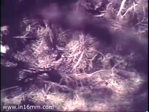 The still from the 1975 National Audubon Society PSA titled 'Timberwolves' presents a natural setting, likely showcasing the forest floor. The image features dense underbrush, including twigs and grass, suggesting a habitat typical for timberwolves. The colors appear muted, reflecting the film's vintage quality. The overall composition likely aims to evoke a sense of wilderness and the importance of preserving such ecosystems.