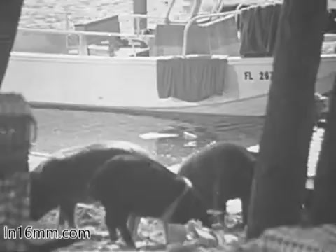 The still from the 'Keep America Beautiful' PSA features three pigs rummaging through trash near a body of water, with a boat visible in the background. The scene illustrates environmental degradation and the impact of littering, aligning with the PSA's message of promoting cleanliness and environmental stewardship. The black-and-white format captures a stark, realistic tone typical of the era's public service announcements.