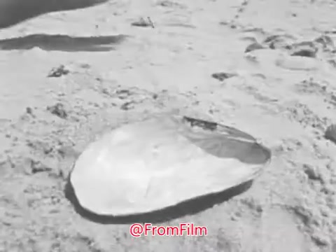 The still from the 'US Navy Recruiting PSA - 1960's' features a large shell resting on a sandy beach. The voice-over evokes a sense of timelessness, reflecting on the ceaseless nature of the sea as it interacts with the shore. The image captures a moment of tranquility, likely symbolizing the call to adventure and the connection to the ocean associated with naval service.