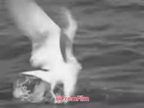 The still from the 'US Navy Recruiting PSA - 1960's' showcases a close-up of a seagull diving towards the water's surface. The image is black and white, emphasizing the drama of the moment. The sea appears dynamic, reflecting the voice-over that speaks of the relentless, timeless nature of the ocean. The overall mood suggests a connection to nature and the call of the sea, likely aimed at inspiring viewers to consider joining the Navy.