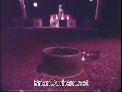 The still from the 'Prime Dog Food' commercial features a dog bowl prominently in the foreground, labeled with the brand name. In the background, a dog appears to perform on a small stage, which is decorated with circus-like elements and star motifs. The overall atmosphere is colorful and stylized, suggesting a lively and entertaining presentation aimed at showcasing the dog food product.