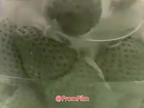 The still from the 'Dream Whip Commercial' features a close-up of fresh, plump strawberries, likely placed in a dessert context. The 16mm print gives the image a vintage aesthetic, characteristic of the 1960s and 70s. The strawberries are likely highlighted as a key ingredient or topping, possibly showcasing the appealing pairing with Dream Whip for desserts. The overall tone of the image suggests a focus on indulgence and freshness, typical of food advertisements from that era.