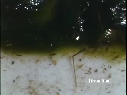 The 16mm still from 'Collecting Large Bottom Dwelling Organisms' depicts a shallow water environment, highlighting a mix of small creatures, likely including frogs and other aquatic organisms. The film, originating from the late 1960s, captures the murky bottom, with light reflections creating a shimmering effect on the surface. The scene suggests a focus on biodiversity in a small ecosystem, though it lacks audio, emphasizing visual observation of these organisms in their natural habitat.