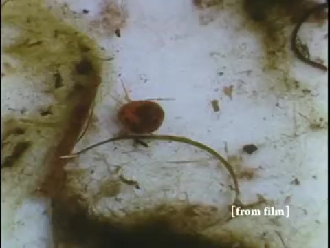 The 16mm still from 'Collecting Large Bottom Dwelling Organisms' features a close-up of a small, brownish creature on a white, mottled surface that appears to be aquatic vegetation or sediment. The creature likely represents one of the bottom-dwelling organisms being studied. The visual context suggests a focus on the diverse life forms found in aquatic environments, emphasizing their habitat and interaction with the surroundings. The film's aesthetic reflects the late 1960s, with vibrant yet natural colors characteristic of Ektachrome.