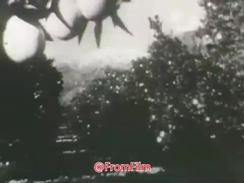 The 16mm still from 'Squirt Grapefruit Soda - 1963' features a black-and-white scene of a citrus orchard, with visible grapefruit trees laden with fruit. The background hints at a mountainous landscape. The overall composition conveys a nostalgic and agricultural vibe, likely emphasizing the natural origins of the grapefruit used in the soda.